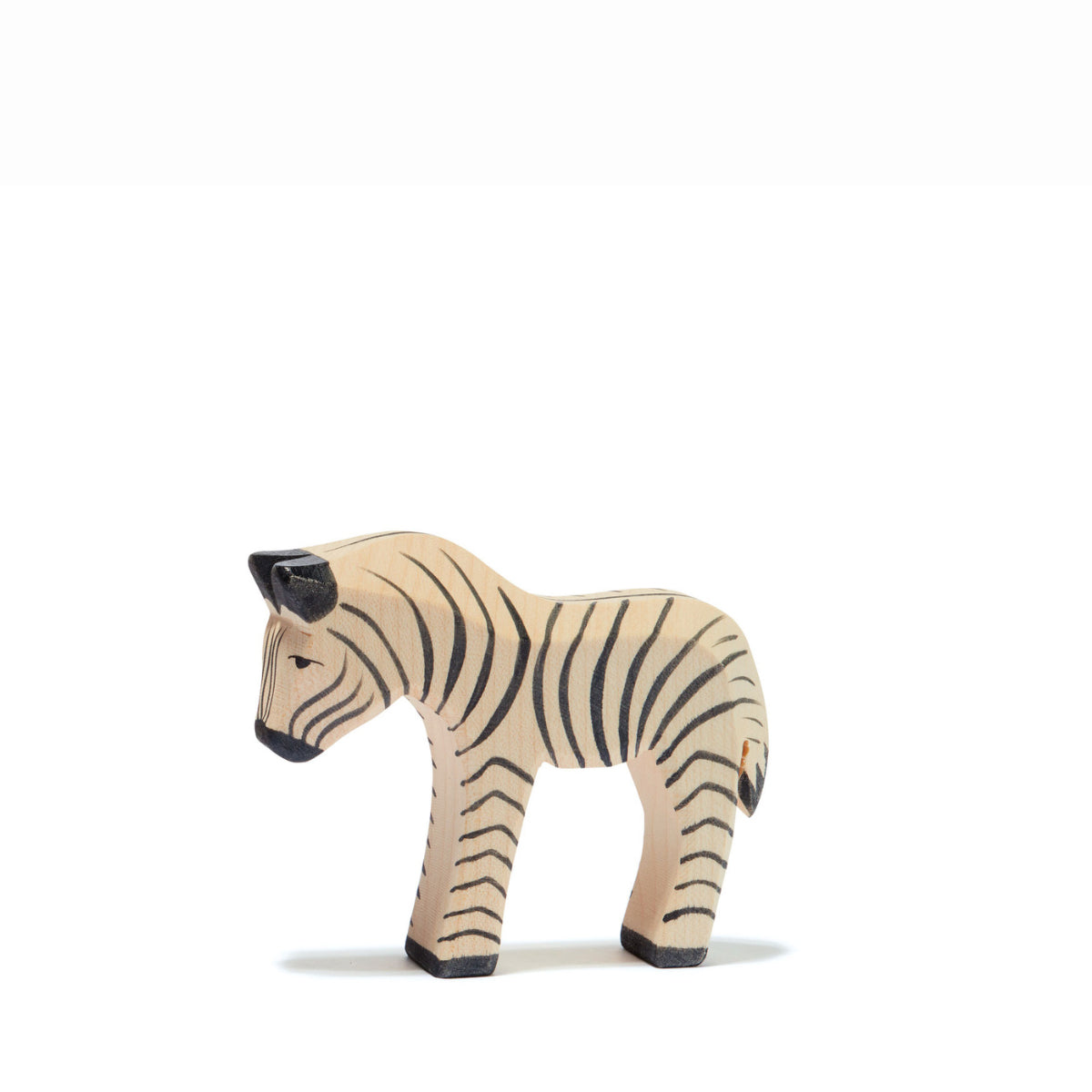 Ostheimer Zebra Small Little Acorns to Mighty Oaks