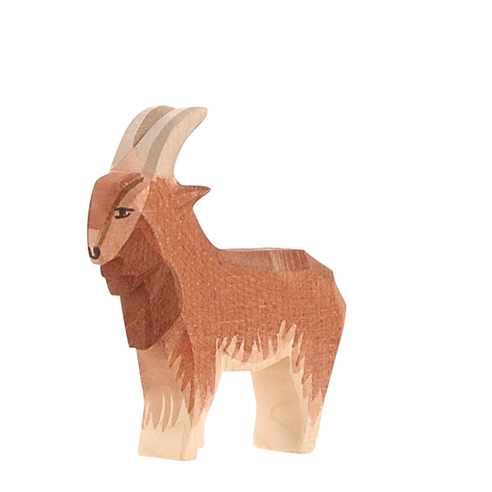 Ostheimer Goat - Male | | Ostheimer | Little Acorn to Mighty Oaks