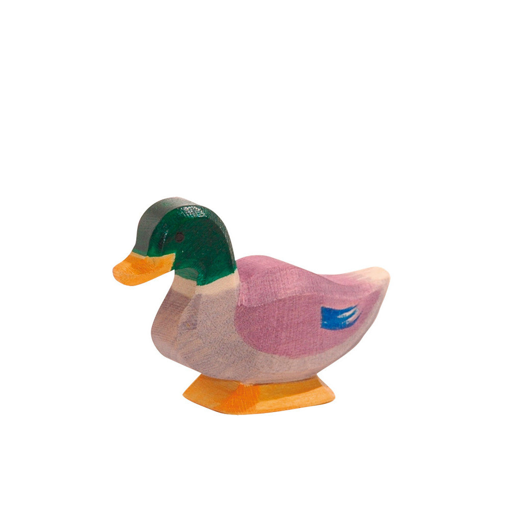 Ostheimer Duck - Drake | | Ostheimer | Little Acorn to Mighty Oaks