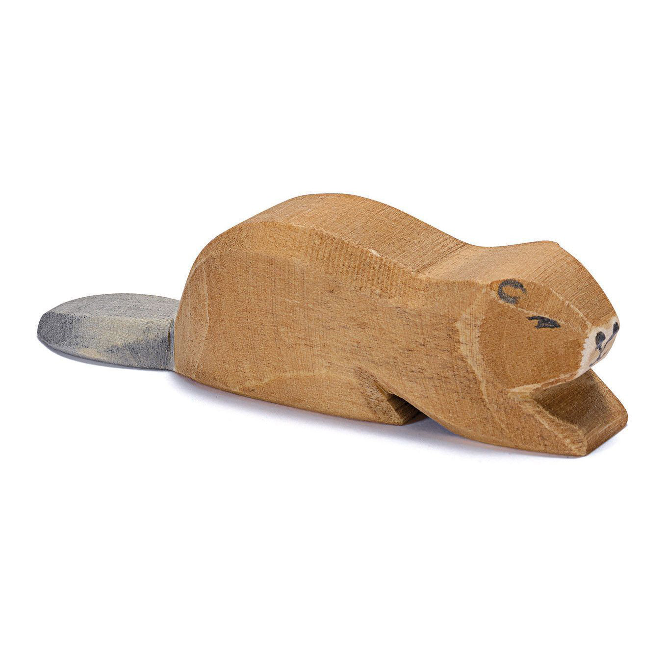 Ostheimer Beaver lying | | Ostheimer | Little Acorn to Mighty Oaks