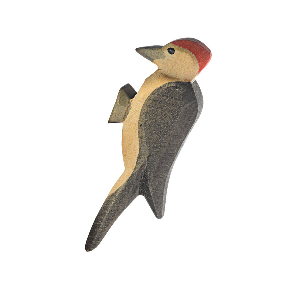 Ostheimer Woodpecker | | Ostheimer | Little Acorn to Mighty Oaks