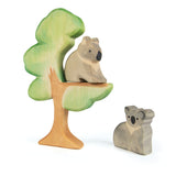 Ostheimer Eucalyptus | | Ostheimer | Little Acorn to Mighty Oaks