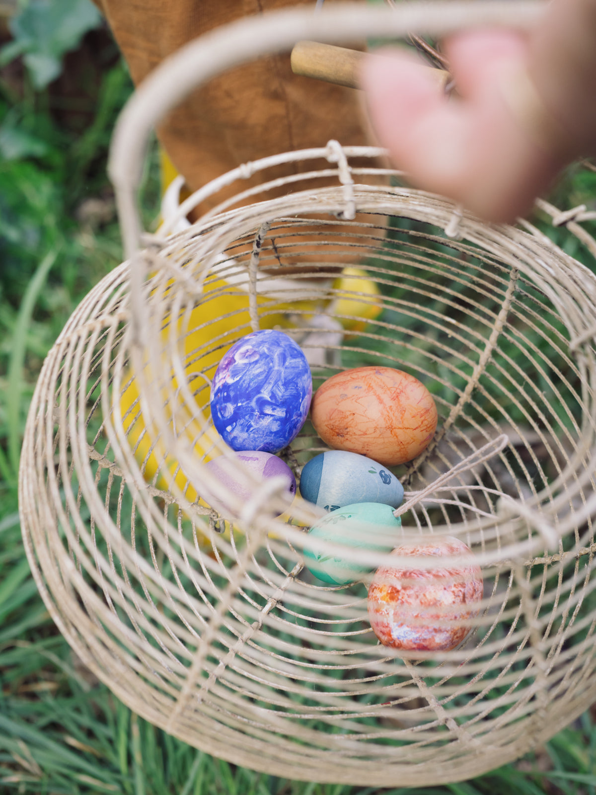 Grapat Aurora Eggs | | Grapat | Little Acorn to Mighty Oaks