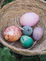 Grapat Aurora Eggs | | Grapat | Little Acorn to Mighty Oaks