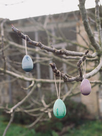 Grapat Aurora Eggs | | Grapat | Little Acorn to Mighty Oaks
