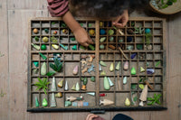 Grapat - Forest Trees | | Grapat | Little Acorn to Mighty Oaks