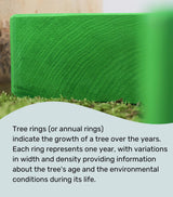 Grimm’s 12 Piece Rainbow | | Grimm's Spiel and Holz | Little Acorn to Mighty Oaks