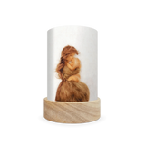 Toverlux Lantern Shades - Het Wol Feetje Celebrations - Pack of 5 | Toy | Toverlux | Little Acorn to Mighty Oaks