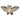 Holztiger Bat | | Holztiger | Little Acorn to Mighty Oaks