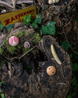 Grapat - Wild | | Grapat | Little Acorn to Mighty Oaks